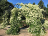 sweet autumn clematis  - Flower Seeds, PERENNIAL - Caribbean garden seed
