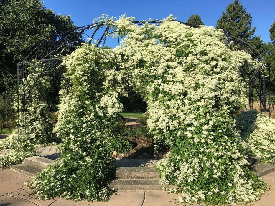 sweet autumn clematis  - Flower Seeds, PERENNIAL - Caribbean garden seed
