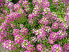 Sweet Alyssum, Dwarf Pink ,Wildflower Seeds - Caribbean garden seed