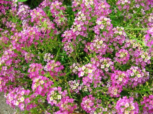 Sweet Alyssum, Dwarf Pink ,Wildflower Seeds - Caribbean garden seed