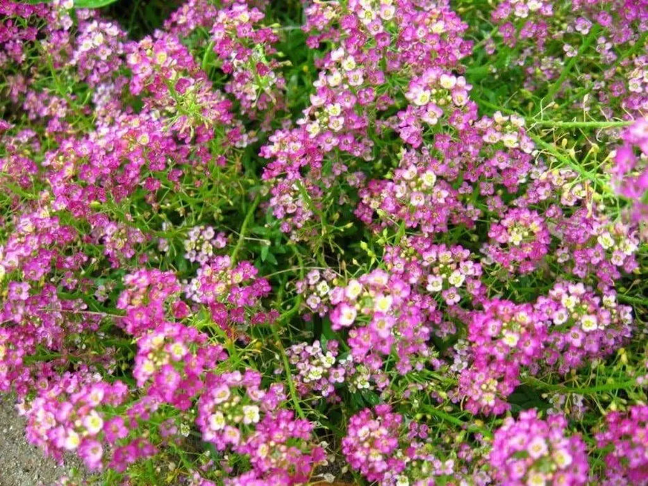 Sweet Alyssum, Dwarf Pink ,Wildflower Seeds - Caribbean garden seed
