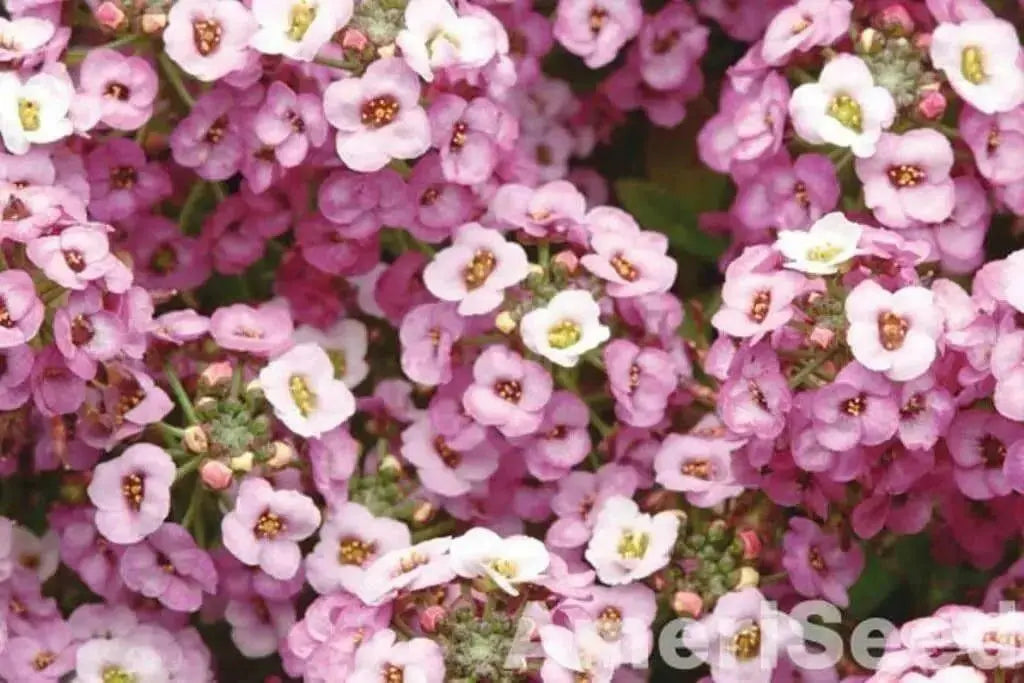 Sweet Alyssum, Dwarf Pink ,Wildflower Seeds - Caribbean garden seed