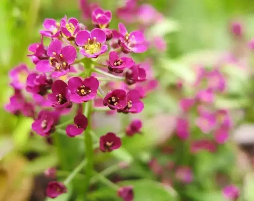 Sweet Alyssum, Dwarf Pink ,Wildflower Seeds - Caribbean garden seed