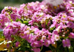 Sweet Alyssum, Dwarf Pink ,Wildflower Seeds - Caribbean garden seed