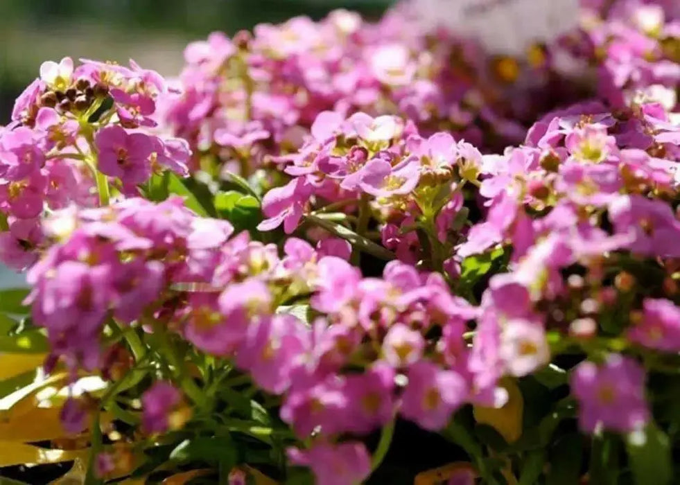 Sweet Alyssum, Dwarf Pink ,Wildflower Seeds - Caribbean garden seed