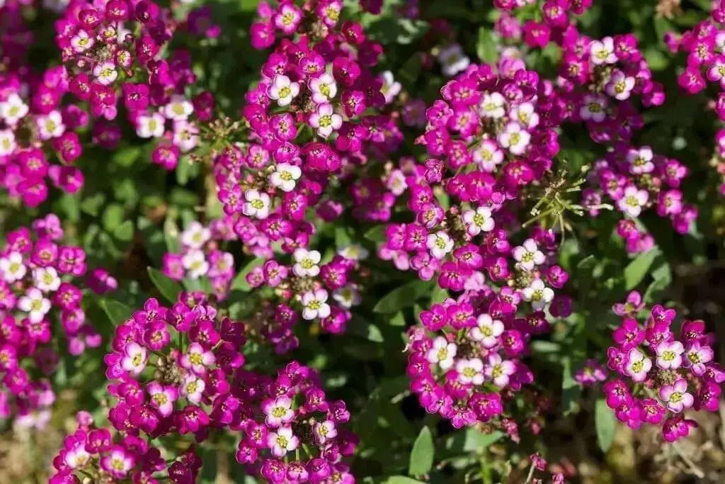 Sweet Alyssum, Dwarf Pink ,Wildflower Seeds - Caribbean garden seed