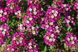 Sweet Alyssum, Dwarf Pink ,Wildflower Seeds - Caribbean garden seed