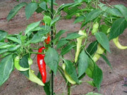 Sweet Banana Pepper Seeds,(Capsicum annuum 'Sweet) - Caribbean garden seed