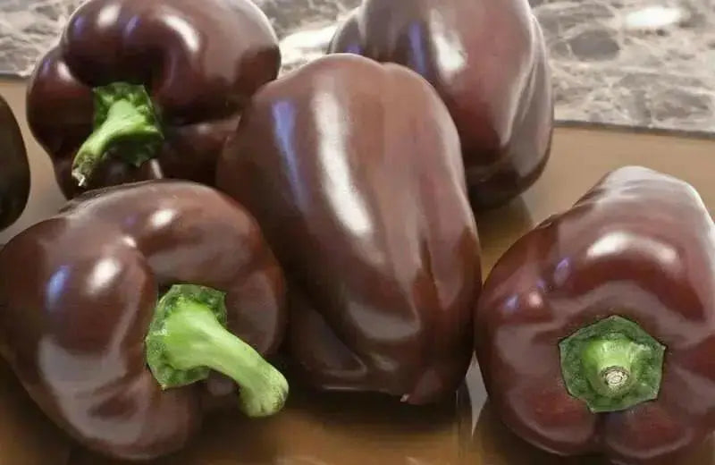 Sweet Bell Pepper SEEDS  "Chocolate Beauty"  Capsicum annuum - Caribbean garden seed