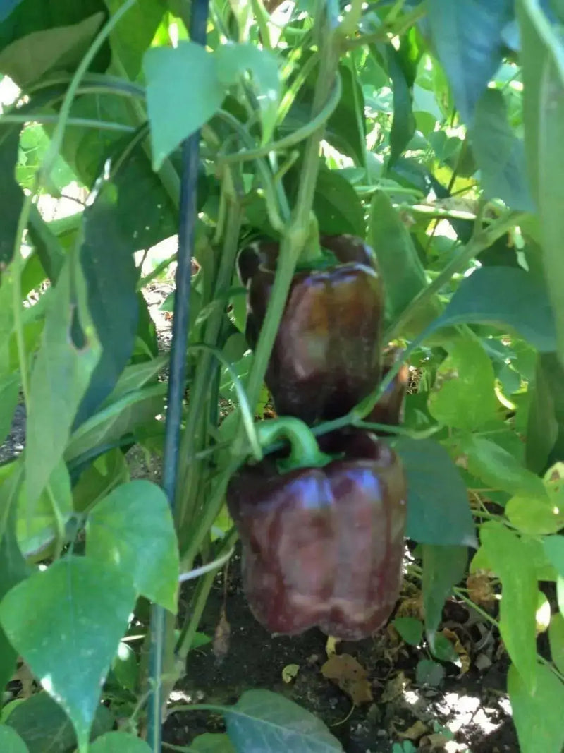 Sweet Bell Pepper SEEDS  "Chocolate Beauty"  Capsicum annuum - Caribbean garden seed