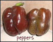 Sweet Bell Pepper SEEDS  "Chocolate Beauty"  Capsicum annuum - Caribbean garden seed