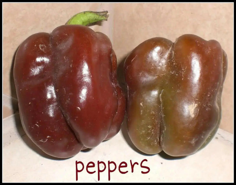 Sweet Bell Pepper SEEDS  "Chocolate Beauty"  Capsicum annuum - Caribbean garden seed