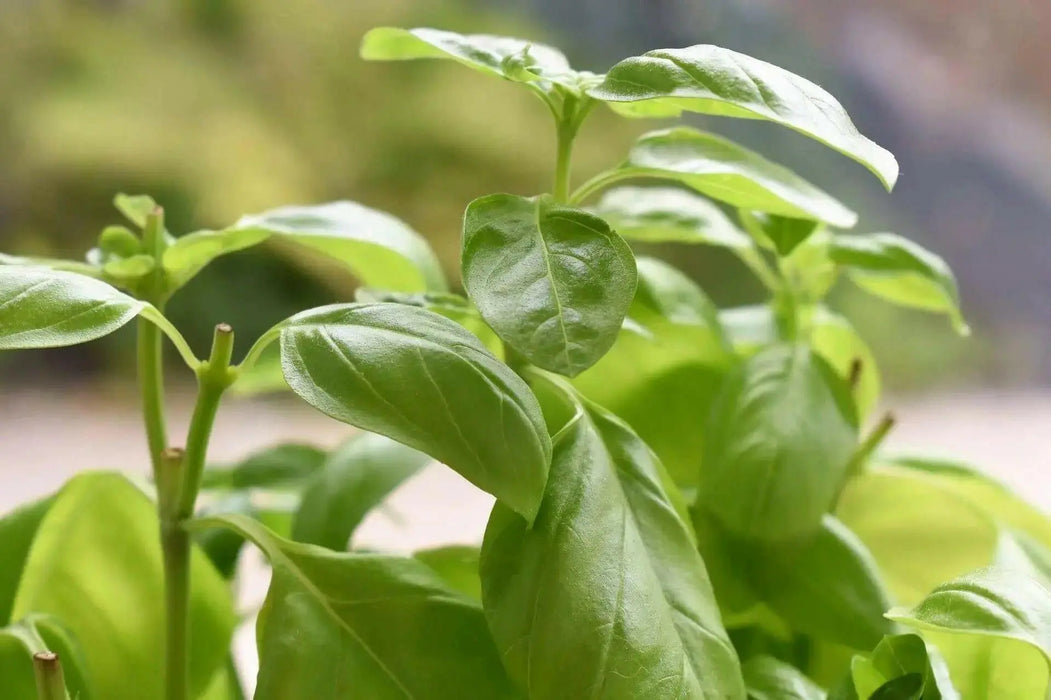 Sweet Basil ‘Italian Large Leaf (Ocimum basilicum) Organically Grown - Caribbean garden seed