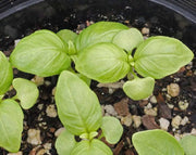 Sweet Basil ‘Italian Large Leaf (Ocimum basilicum) Organically Grown - Caribbean garden seed