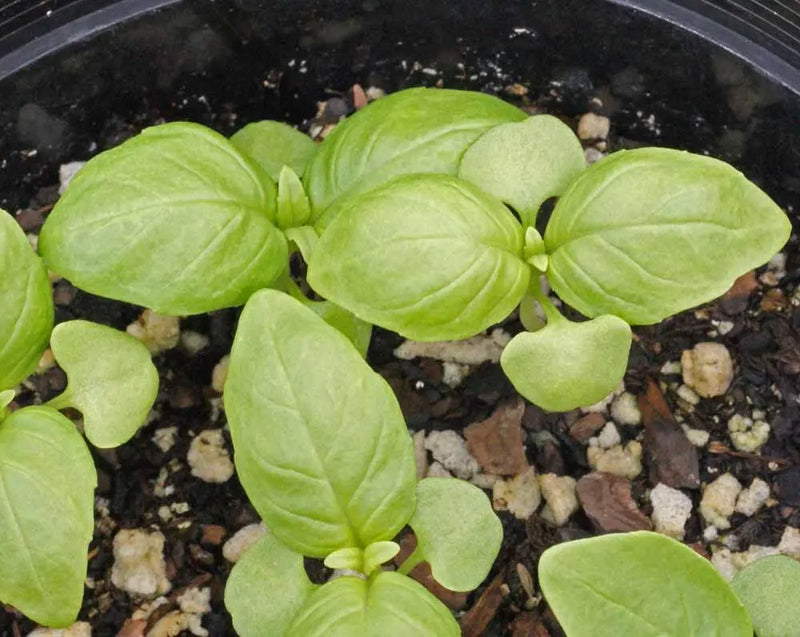 Sweet Basil ‘Italian Large Leaf (Ocimum basilicum) Organically Grown - Caribbean garden seed