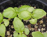 Sweet Basil ‘Italian Large Leaf (Ocimum basilicum) Organically Grown - Caribbean garden seed