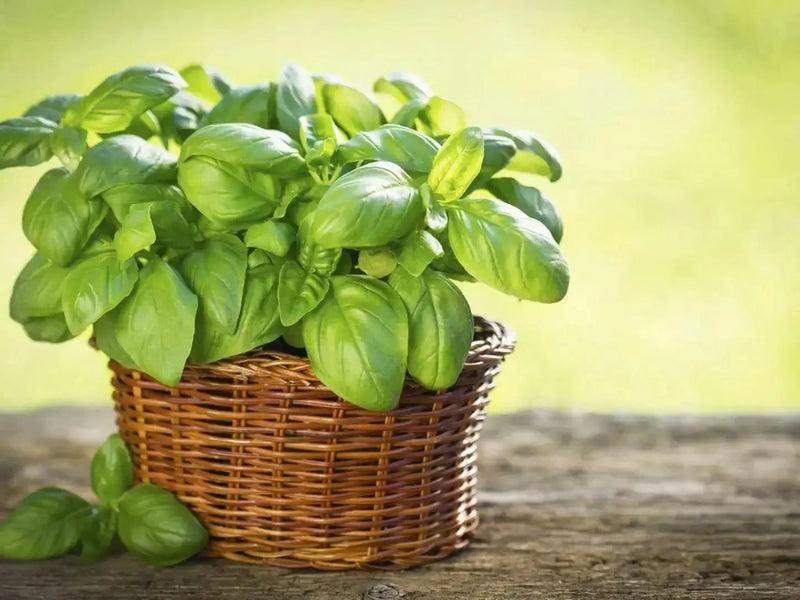 Sweet Basil ‘Italian Large Leaf (Ocimum basilicum) Organically Grown - Caribbean garden seed