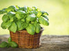 Sweet Basil ‘Italian Large Leaf (Ocimum basilicum) Organically Grown - Caribbean garden seed