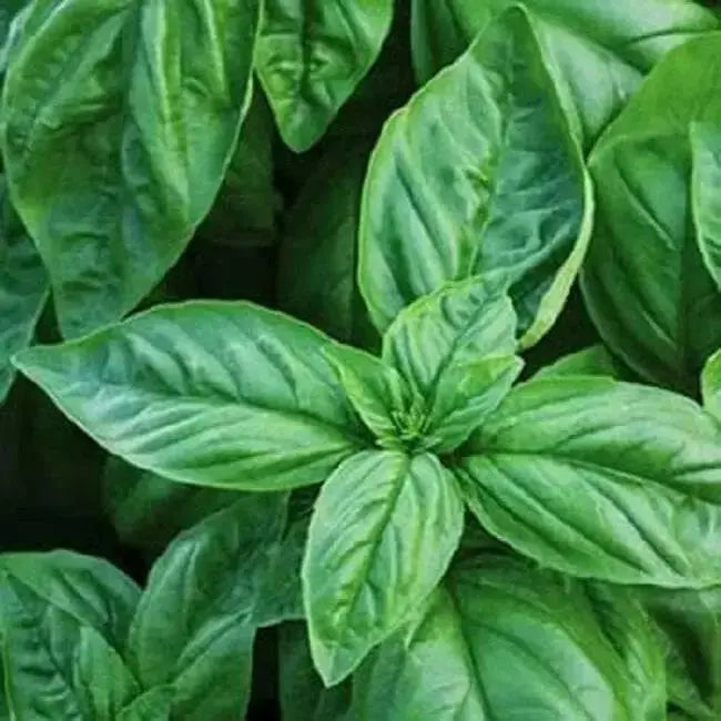 Sweet Basil ‘Italian Large Leaf (Ocimum basilicum) Organically Grown - Caribbean garden seed