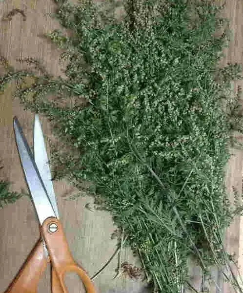 Sweet Annie Herb seeds ,Chinese wormwood ,ASIAN VEGETABLE - Caribbean garden seed