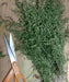 Sweet Annie Herb seeds ,Chinese wormwood ,ASIAN VEGETABLE - Caribbean garden seed