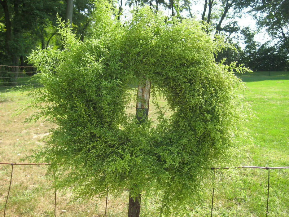 Sweet Annie Herb seeds ,Chinese wormwood ,ASIAN VEGETABLE - Caribbean garden seed