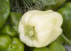 sweet bell pepper, Capsicum Annum,10 Albino Bullnose SEEDS - Caribbean garden seed