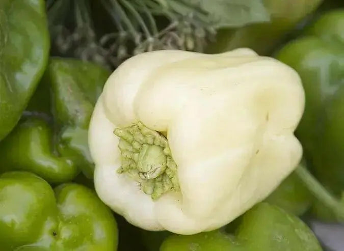 sweet bell pepper, Capsicum Annum,10 Albino Bullnose SEEDS - Caribbean garden seed