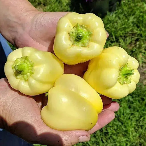 sweet bell pepper, Capsicum Annum,10 Albino Bullnose SEEDS - Caribbean garden seed