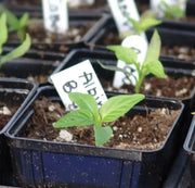 sweet bell pepper, Capsicum Annum,10 Albino Bullnose SEEDS - Caribbean garden seed