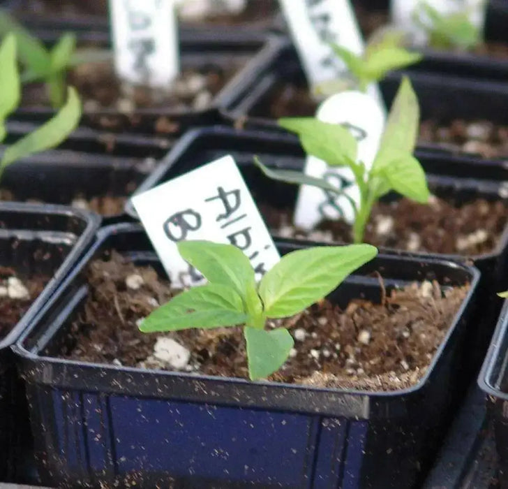 sweet bell pepper, Capsicum Annum,10 Albino Bullnose SEEDS - Caribbean garden seed