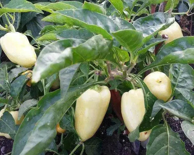 sweet bell pepper, Capsicum Annum,10 Albino Bullnose SEEDS - Caribbean garden seed