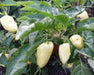 sweet bell pepper, Capsicum Annum,10 Albino Bullnose SEEDS - Caribbean garden seed