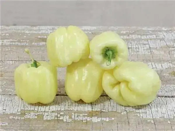 sweet bell pepper, Capsicum Annum,10 Albino Bullnose SEEDS - Caribbean garden seed