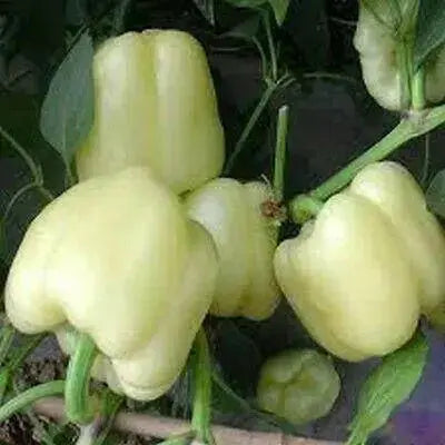 sweet bell pepper, Capsicum Annum,10 Albino Bullnose SEEDS - Caribbean garden seed