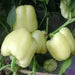 sweet bell pepper, Capsicum Annum,10 Albino Bullnose SEEDS - Caribbean garden seed