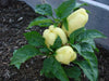 sweet bell pepper, Capsicum Annum,10 Albino Bullnose SEEDS - Caribbean garden seed
