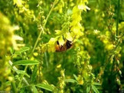 Sweet Clover,Honey,Wildlife Food Plots,Pastures,Hay Green Manure And Covercrops! - Caribbean garden seed