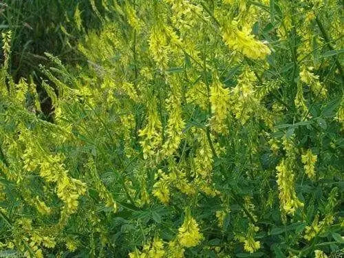 Sweet Clover,Honey,Wildlife Food Plots,Pastures,Hay Green Manure And Covercrops! - Caribbean garden seed