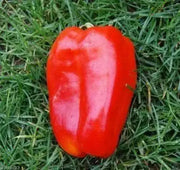 Sweet Chinese Giant Bell Pepper-30 Seeds, Capsicum annuum~asian vegetable - Caribbean garden seed