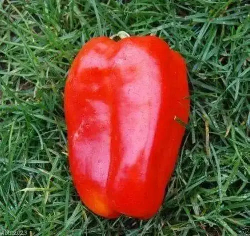 Sweet Chinese Giant Bell Pepper-30 Seeds, Capsicum annuum~asian vegetable - Caribbean garden seed