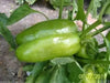 Sweet Chinese Giant Bell Pepper-30 Seeds, Capsicum annuum~asian vegetable - Caribbean garden seed