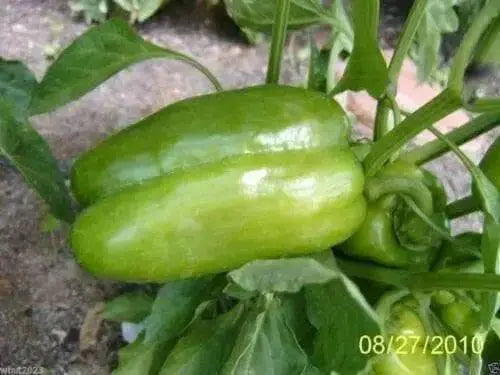 Sweet Chinese Giant Bell Pepper-30 Seeds, Capsicum annuum~asian vegetable - Caribbean garden seed