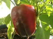 Sweet Chinese Giant Bell Pepper-30 Seeds, Capsicum annuum~asian vegetable - Caribbean garden seed