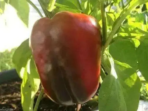 Sweet Chinese Giant Bell Pepper-30 Seeds, Capsicum annuum~asian vegetable - Caribbean garden seed