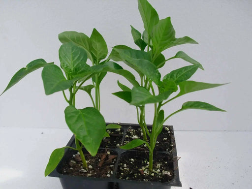 SWEET DATIL PEPPER(LIVE Plants) from St. Augustine, Florida. - Caribbean garden seed