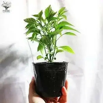 SWEET DATIL PEPPER(LIVE Plants) from St. Augustine, Florida. - Caribbean garden seed