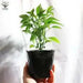 SWEET DATIL PEPPER(LIVE Plants) from St. Augustine, Florida. - Caribbean garden seed