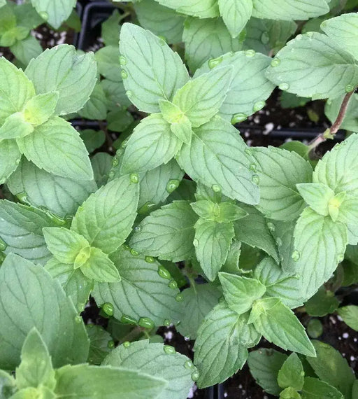 Sweet Lemon Mint (live starter plant) ORGANIC HERB - Caribbean garden seed