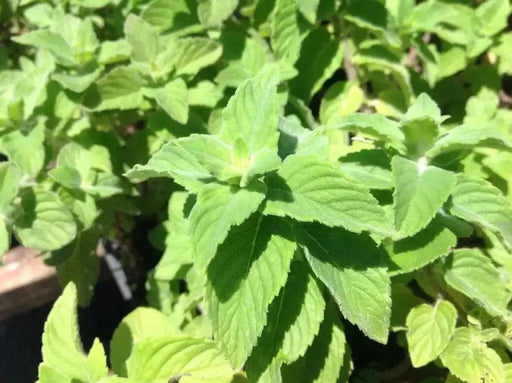 Sweet Lemon Mint (live starter plant) ORGANIC HERB - Caribbean garden seed
